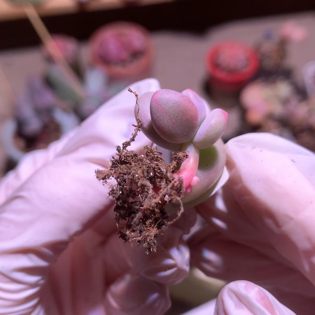 397 米可奶酪红锦线