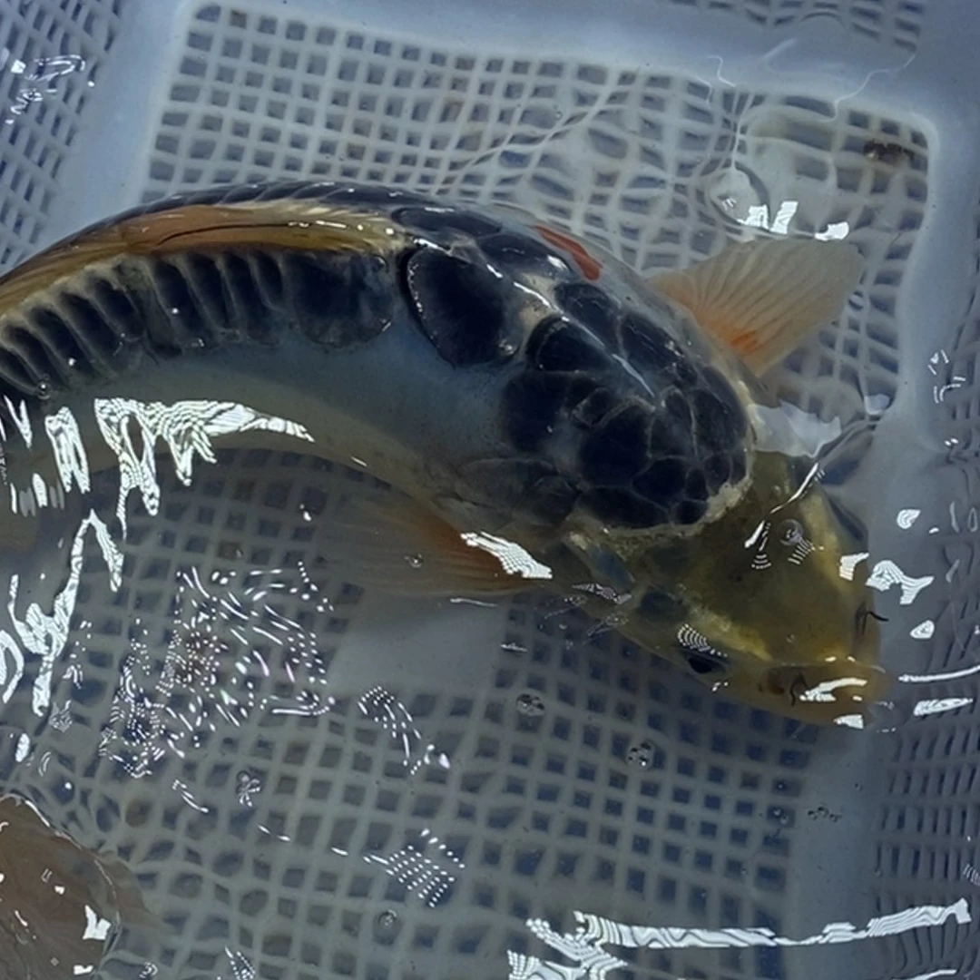 锦鲤冷水锦鲤包邮