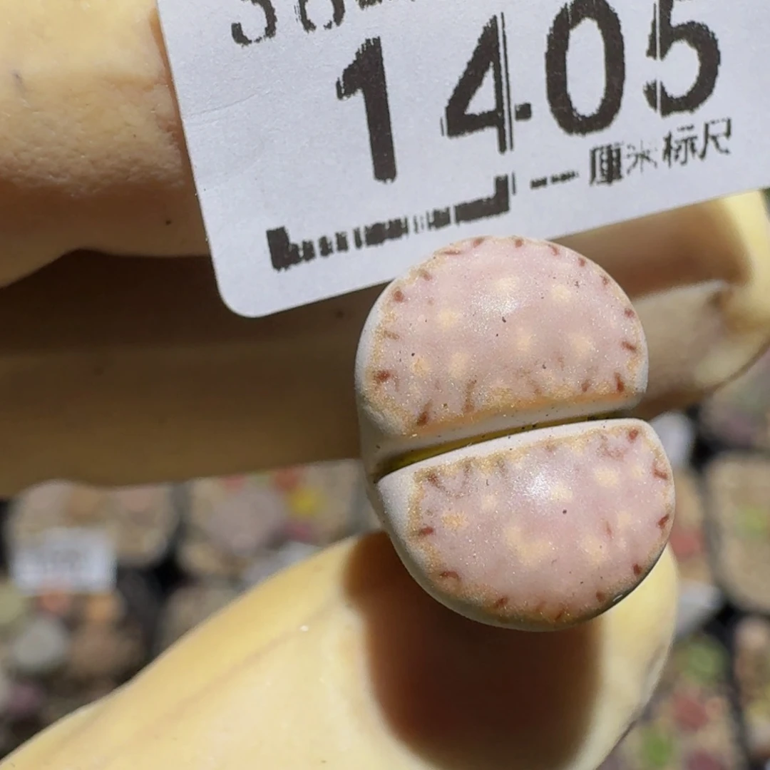 zzzZ生石花肉锥1405