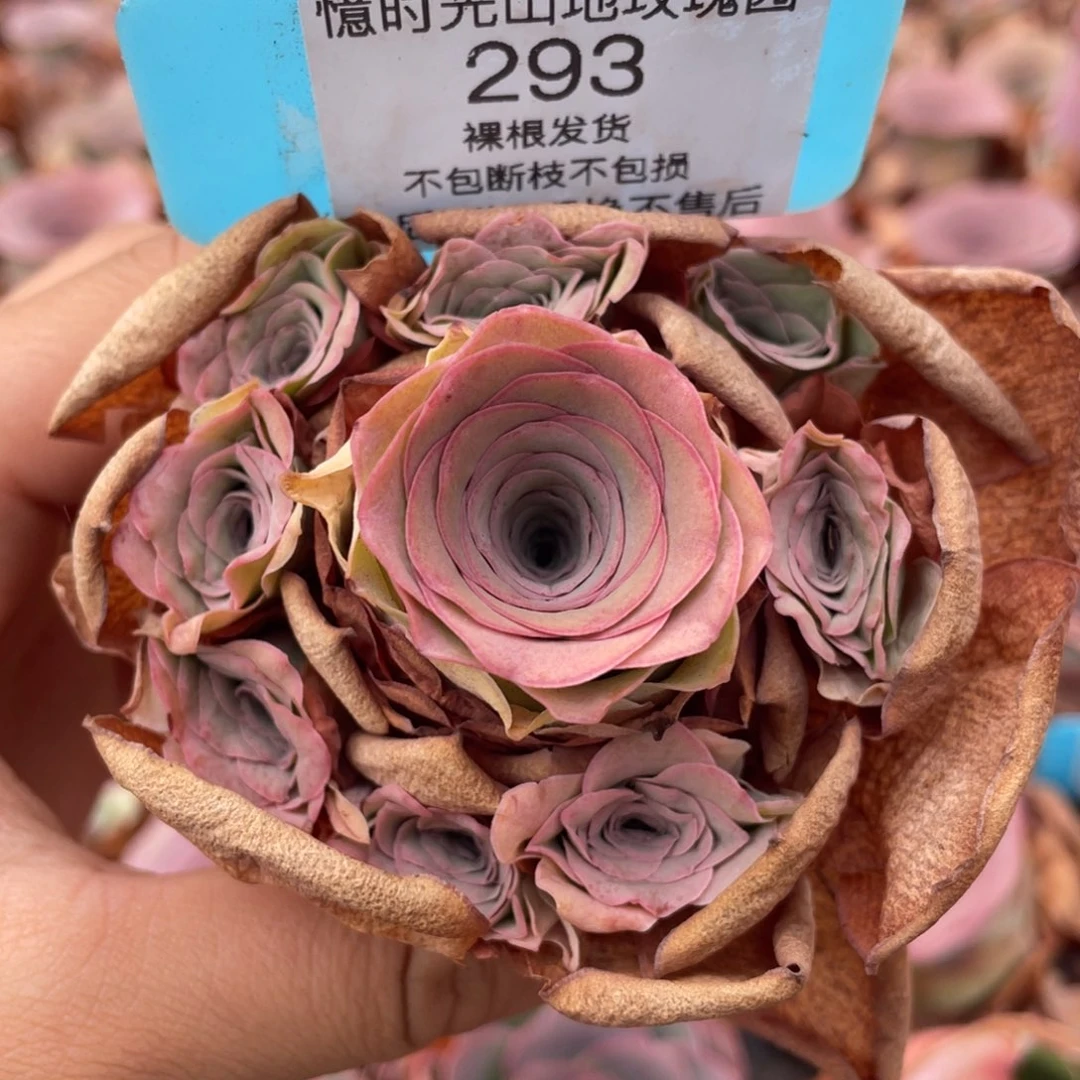 山地玫瑰 293裸根发货不售后