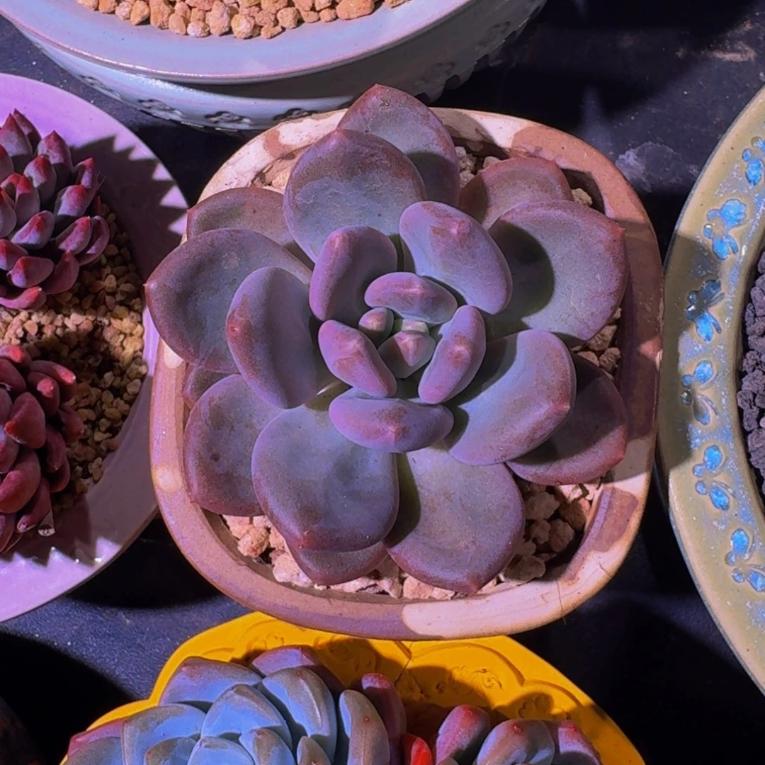 X系列美人新品  一物一拍