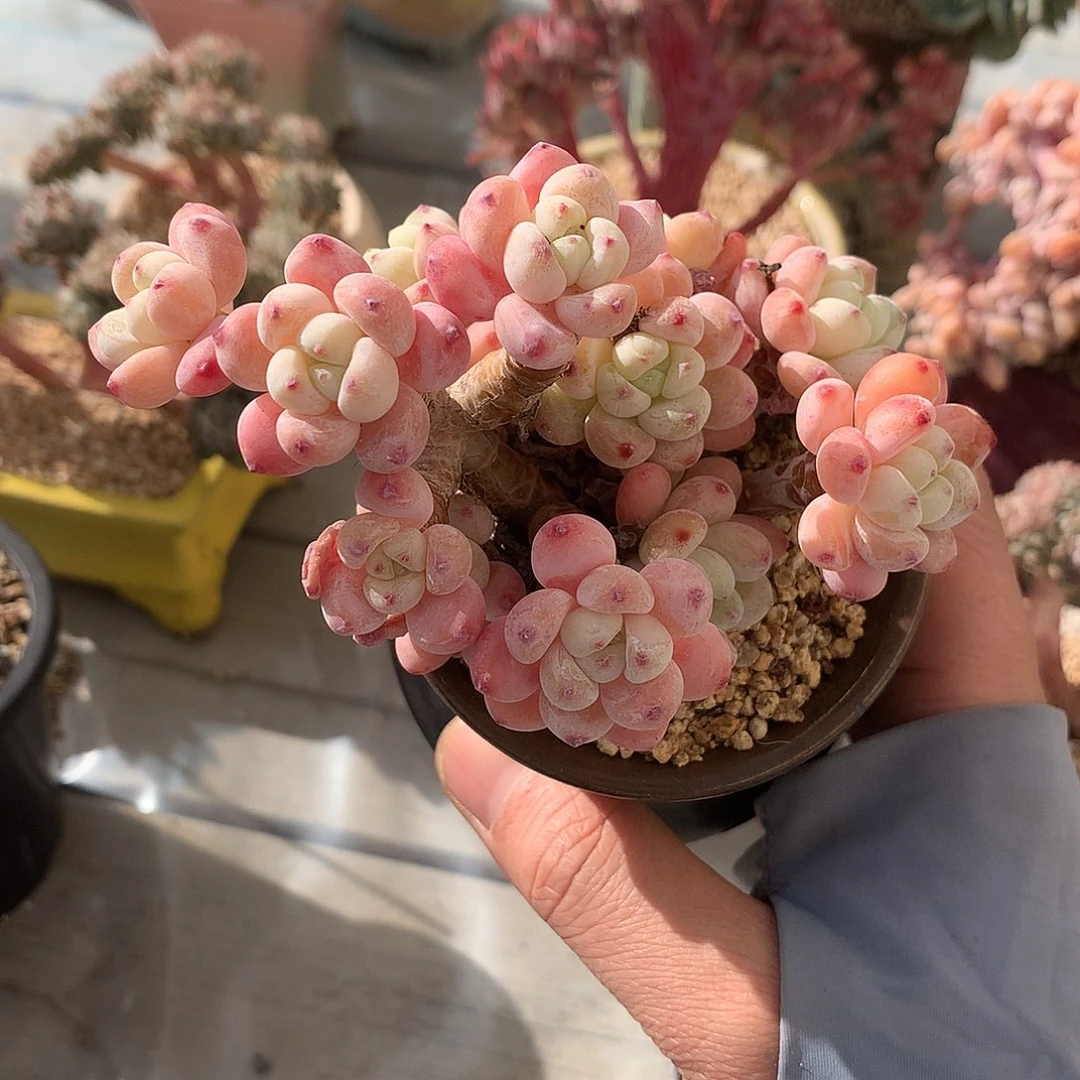 398罗琦多肉一颗11厘米