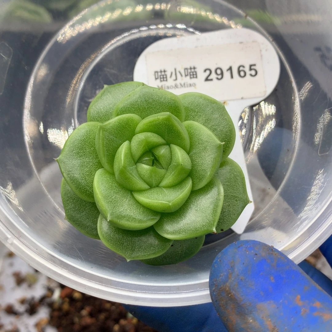 ◉***圈多肉植物杂交珍妮