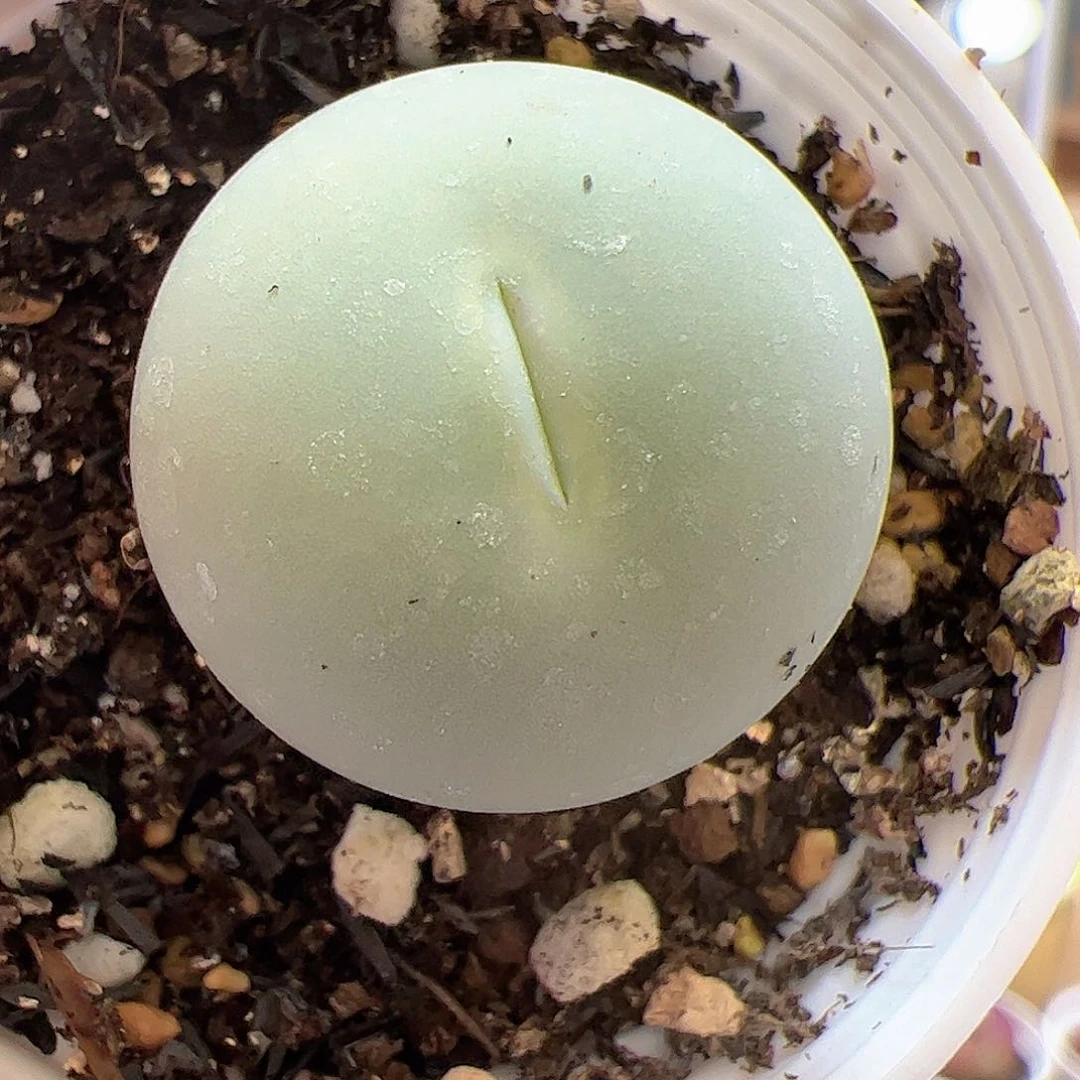 【闪购商品】75 鸽子蛋