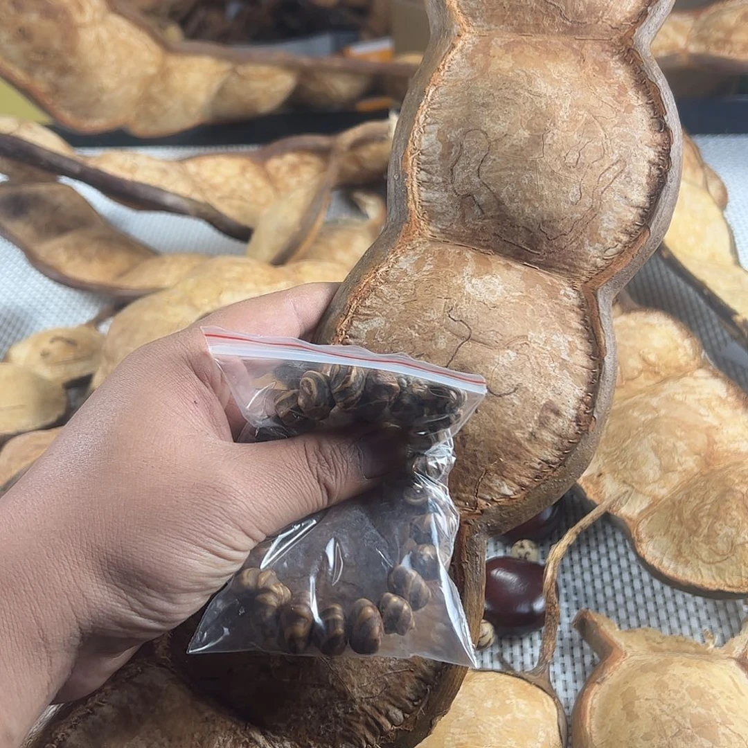 少***主有机玻璃过江龙藤豆，