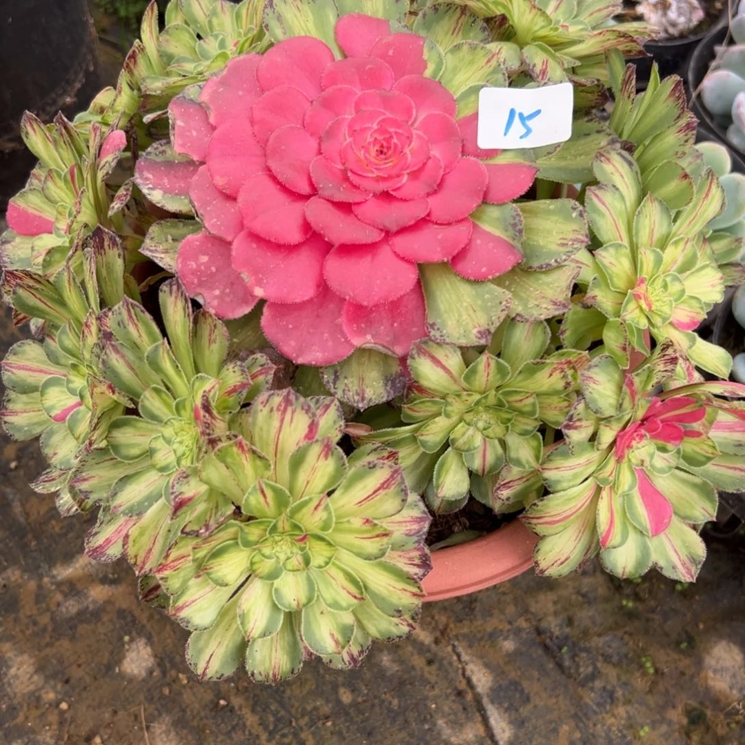 15知否无根多肉植物系