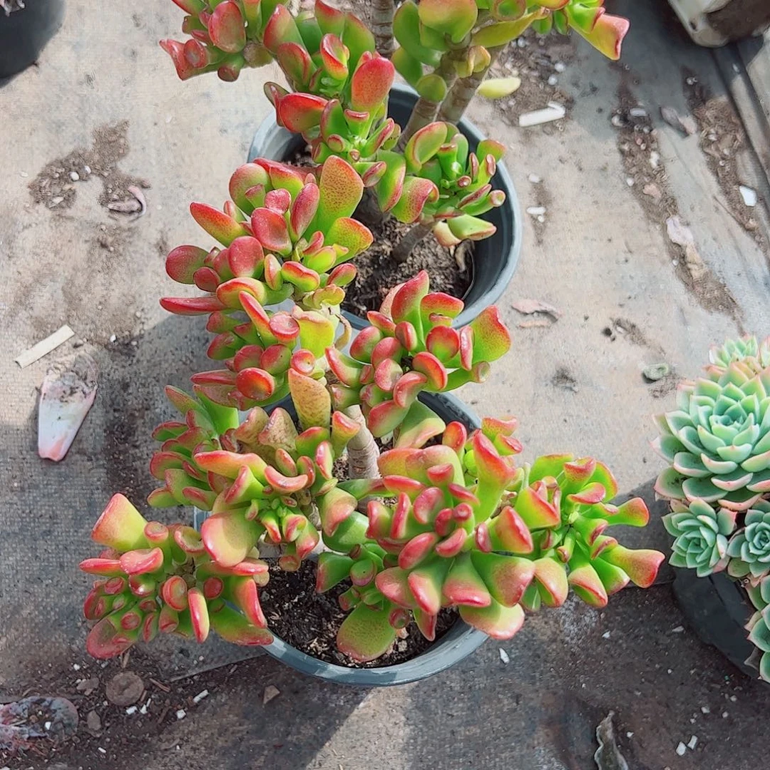 吸财树多头大盆群