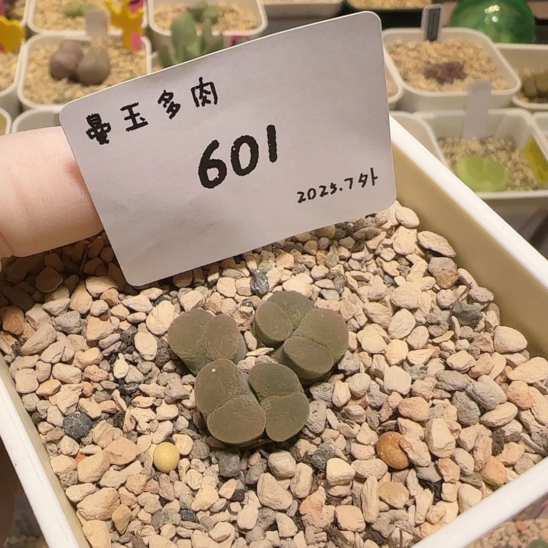 一***生多肉多肉多肉7-601