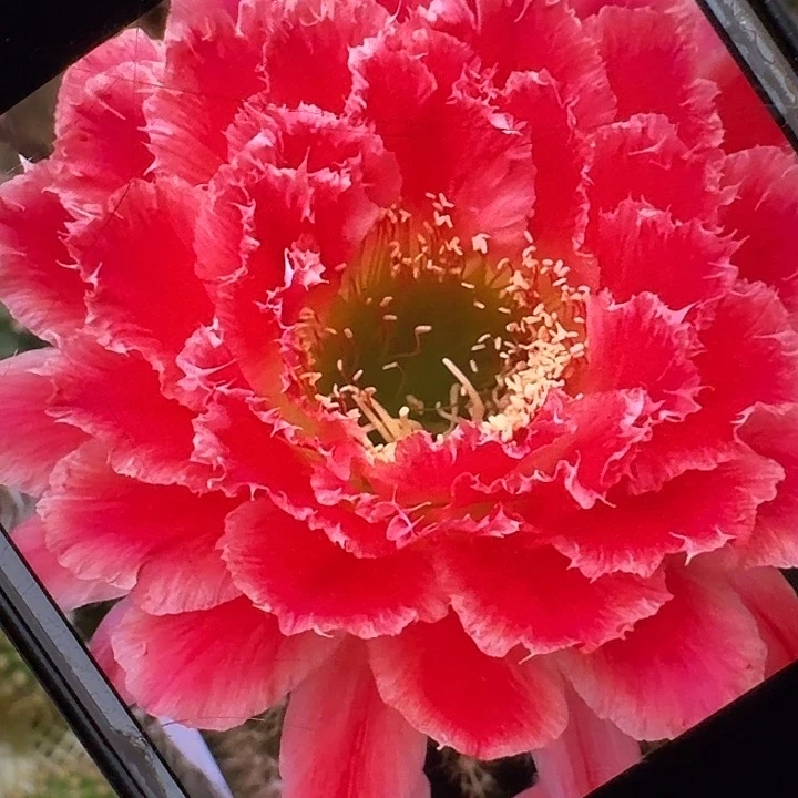 蒙娜丽莎侧芽5公分左右毛花柱