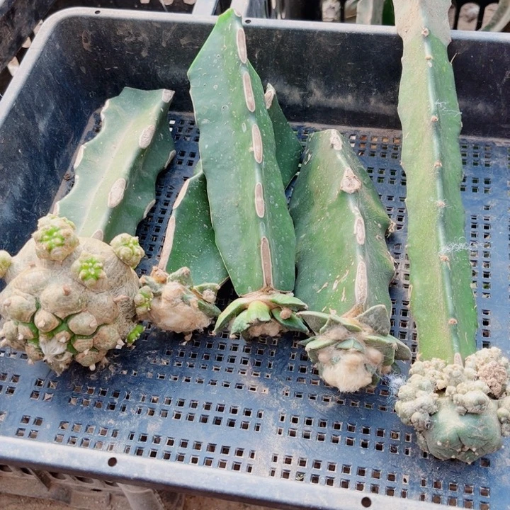 仙人球一筐嫁接开花08