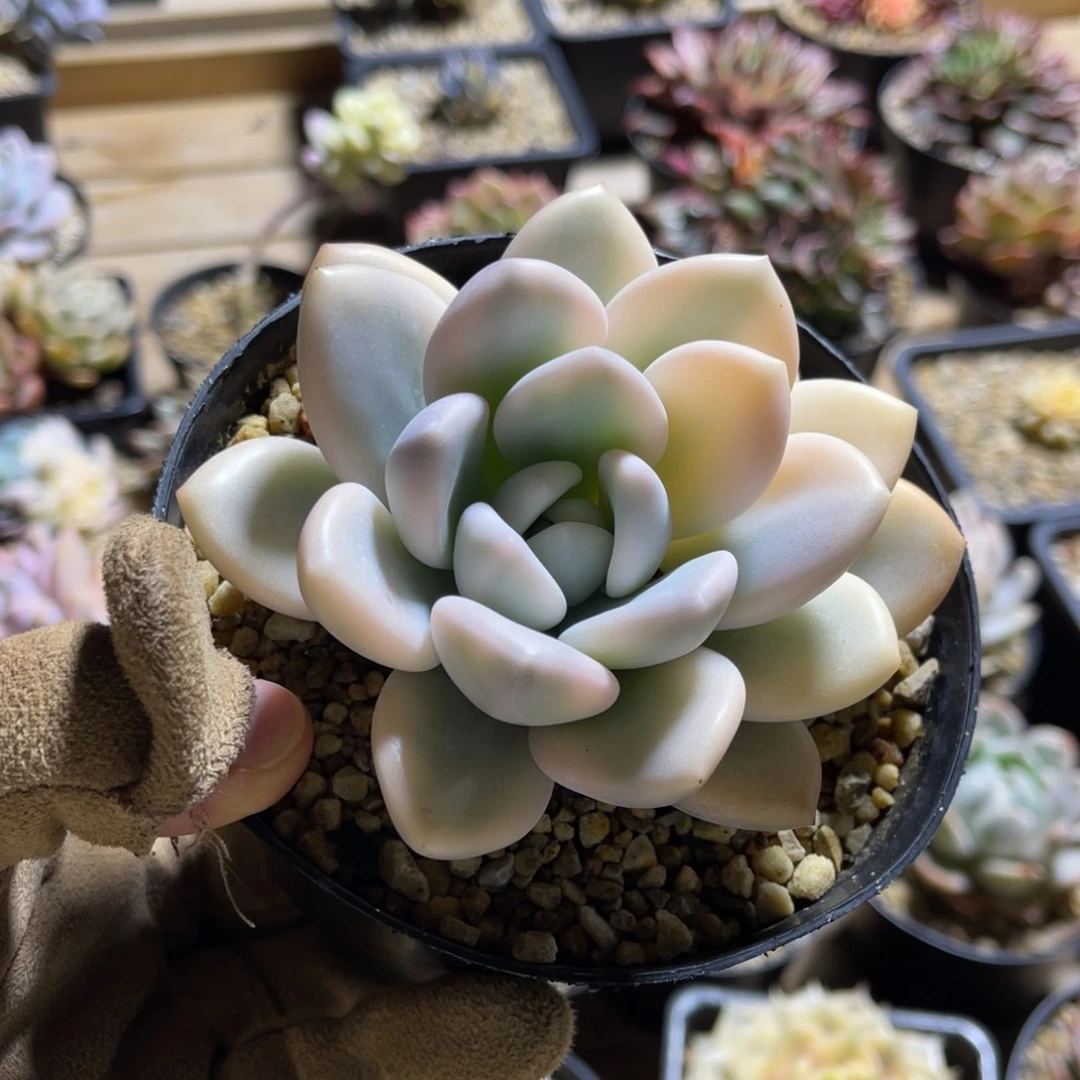 奥普锦一物一拍不支持退换