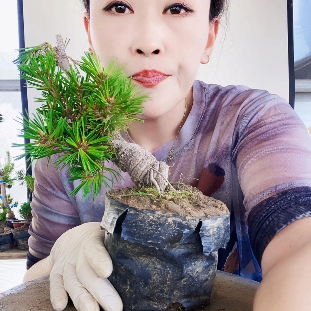 无花朵植物形态多年生草本