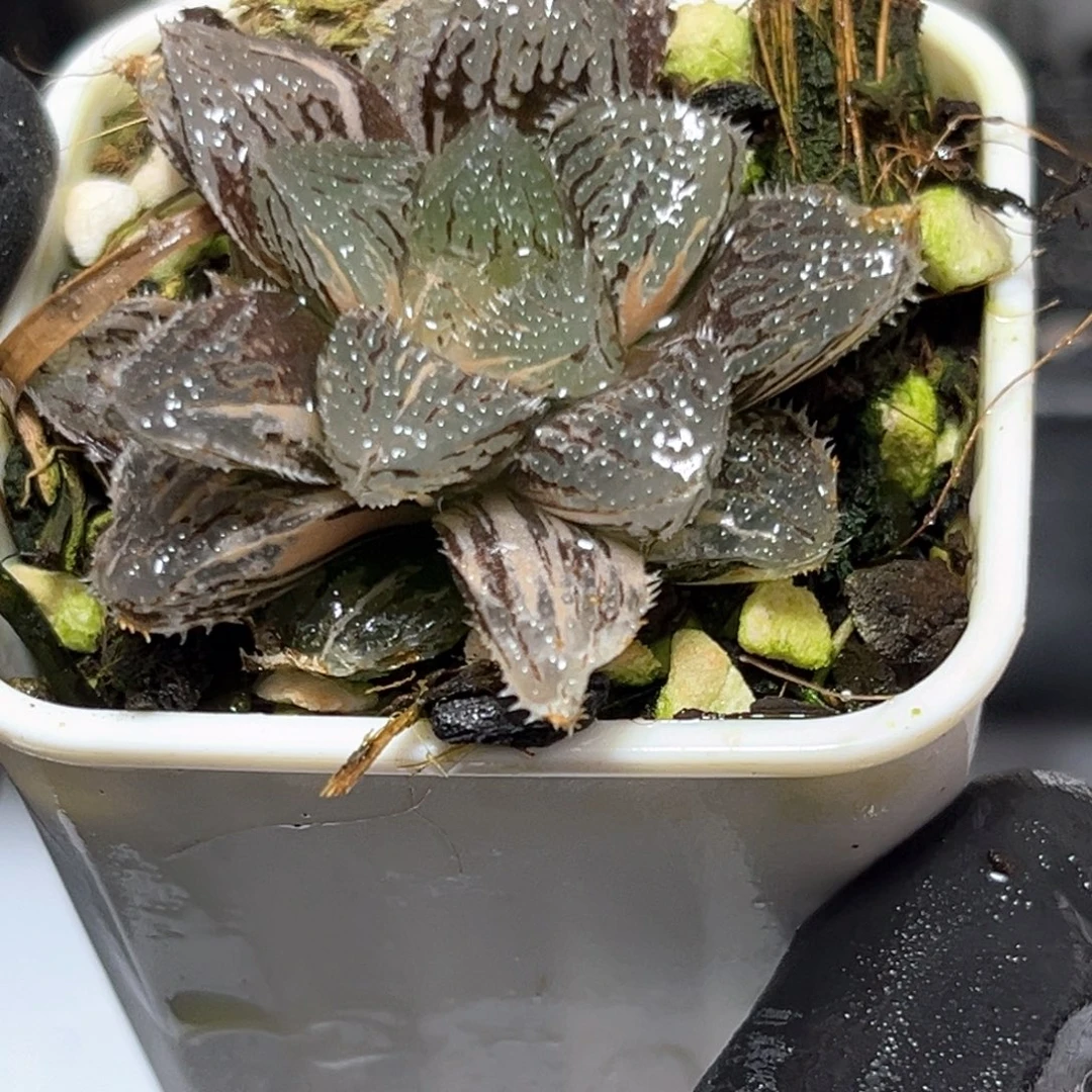 恭喜发财大吉大利4515魔刺