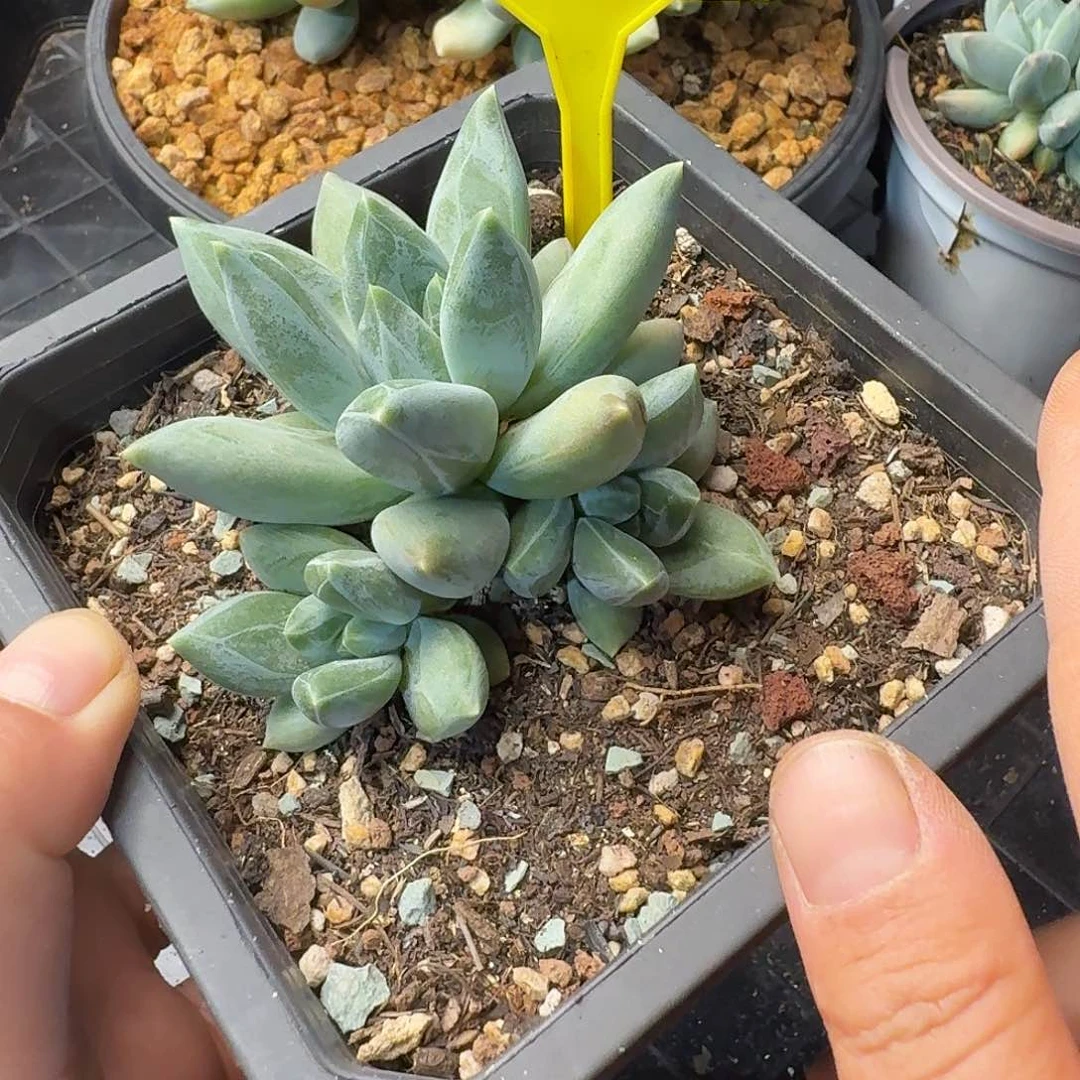 重楼多肉植物942.
