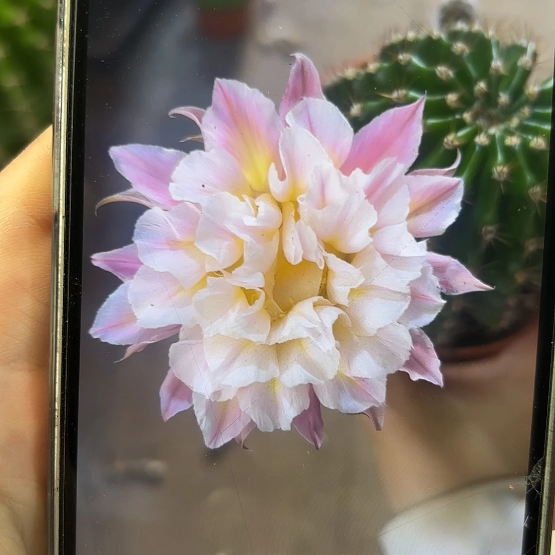 彩草1-29号7-8公分左右