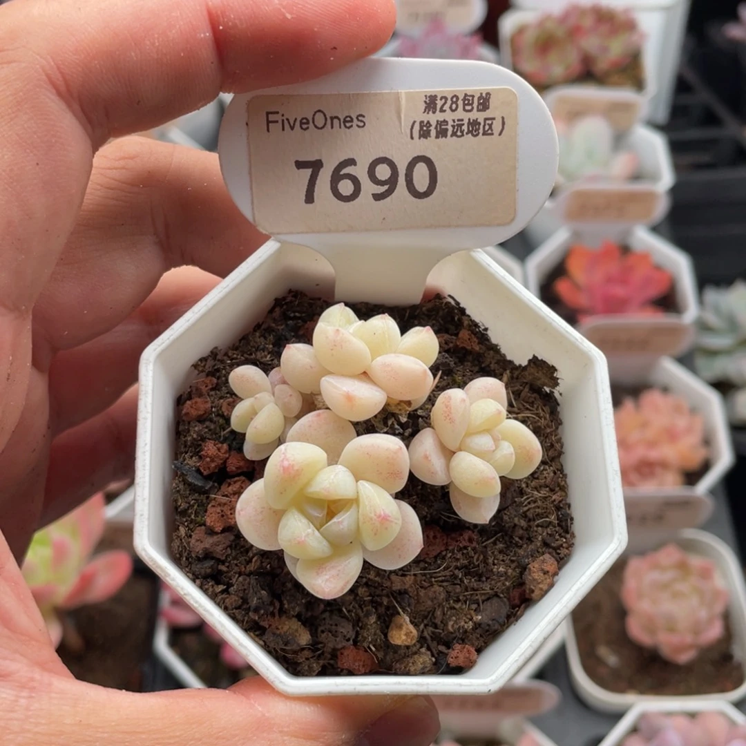 冰玉7690-4.5厘米