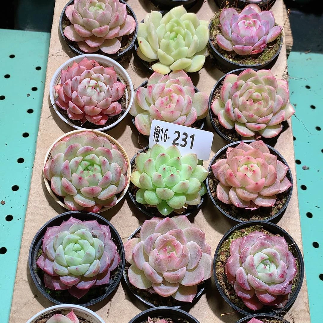 16-231一物一拍带盆18颗