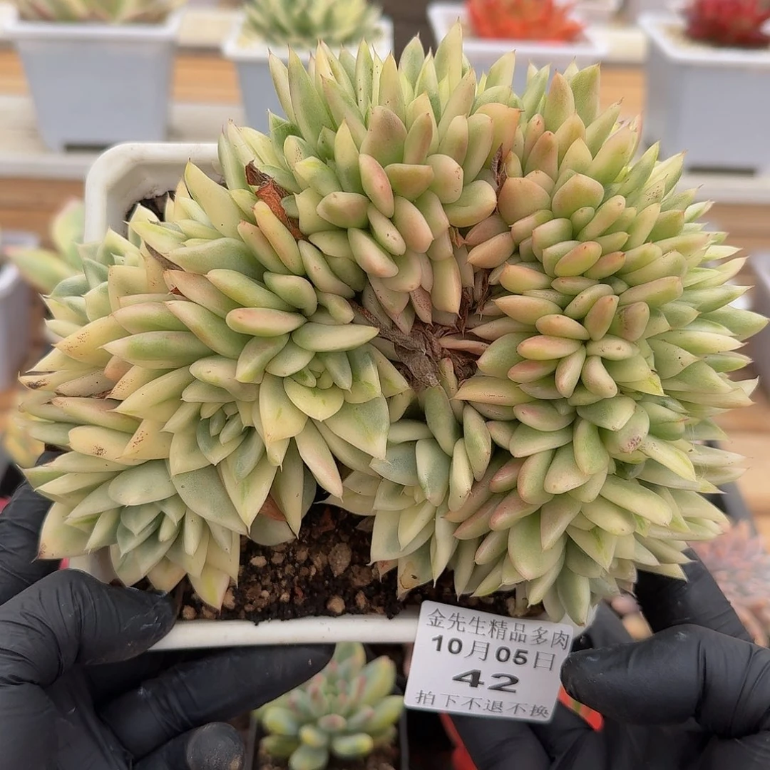 1005-42幸福锦缀化