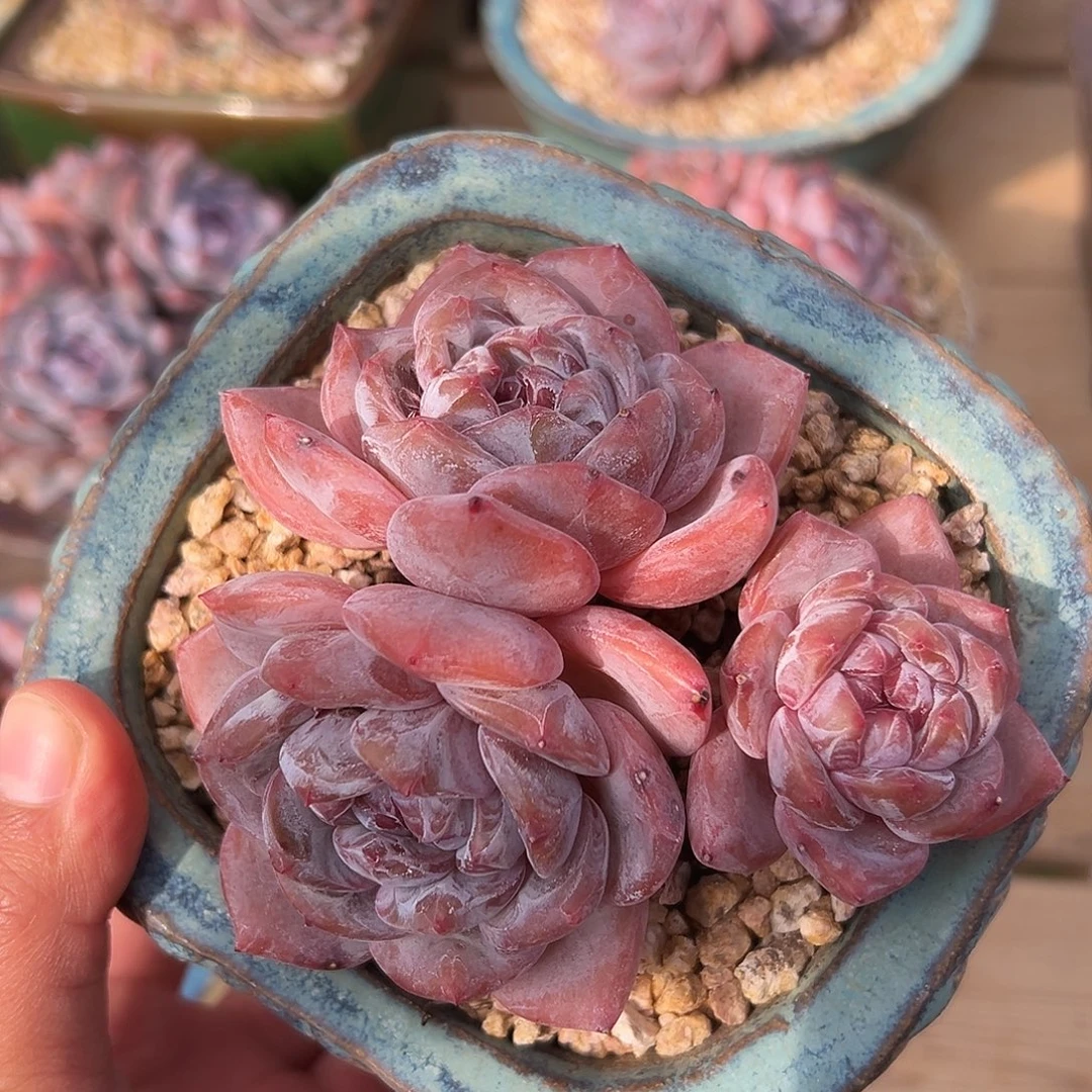 3头哈哈哈哈哈哈哈