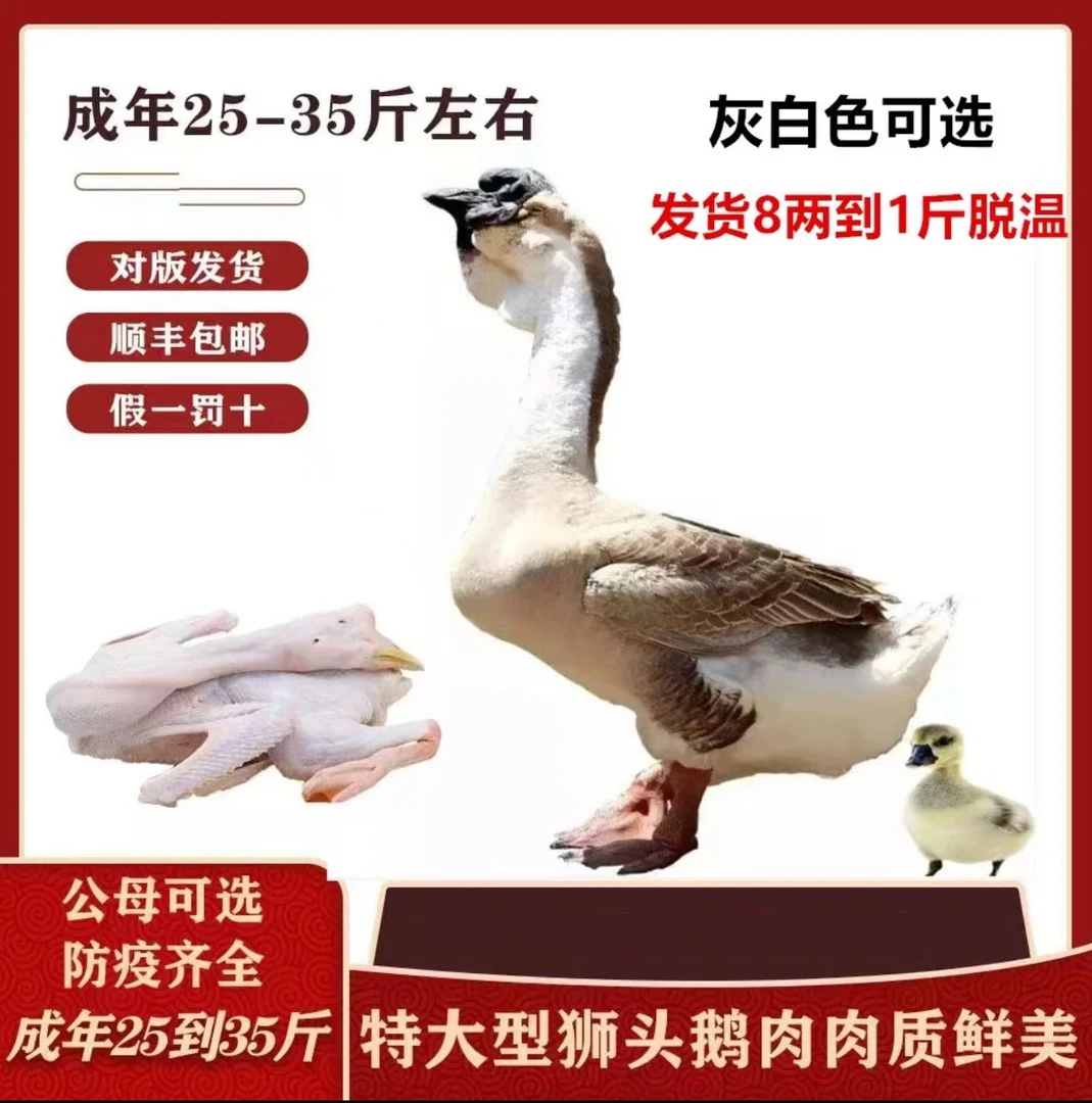 正宗特大种狮头鹅大鹅肉肉质鲜美可口顺丰速运包邮