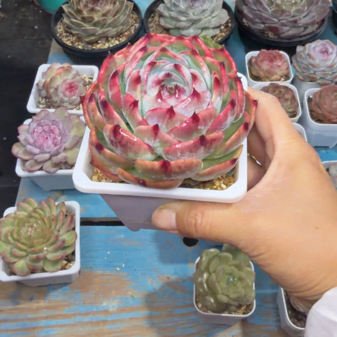 一物一拍，顺顺顺，2