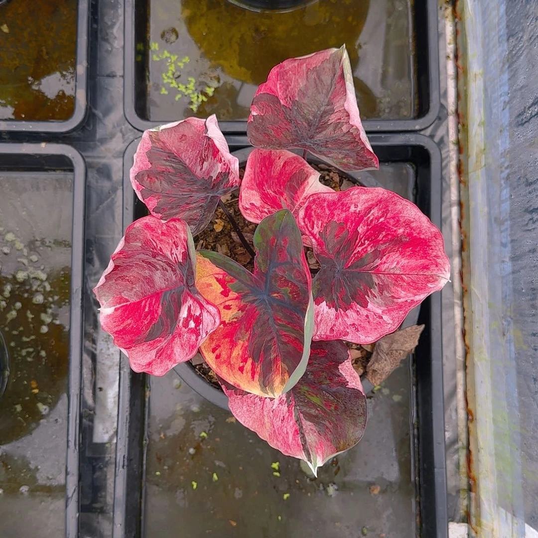 啊*逗6-0617泰国发货变异红魔