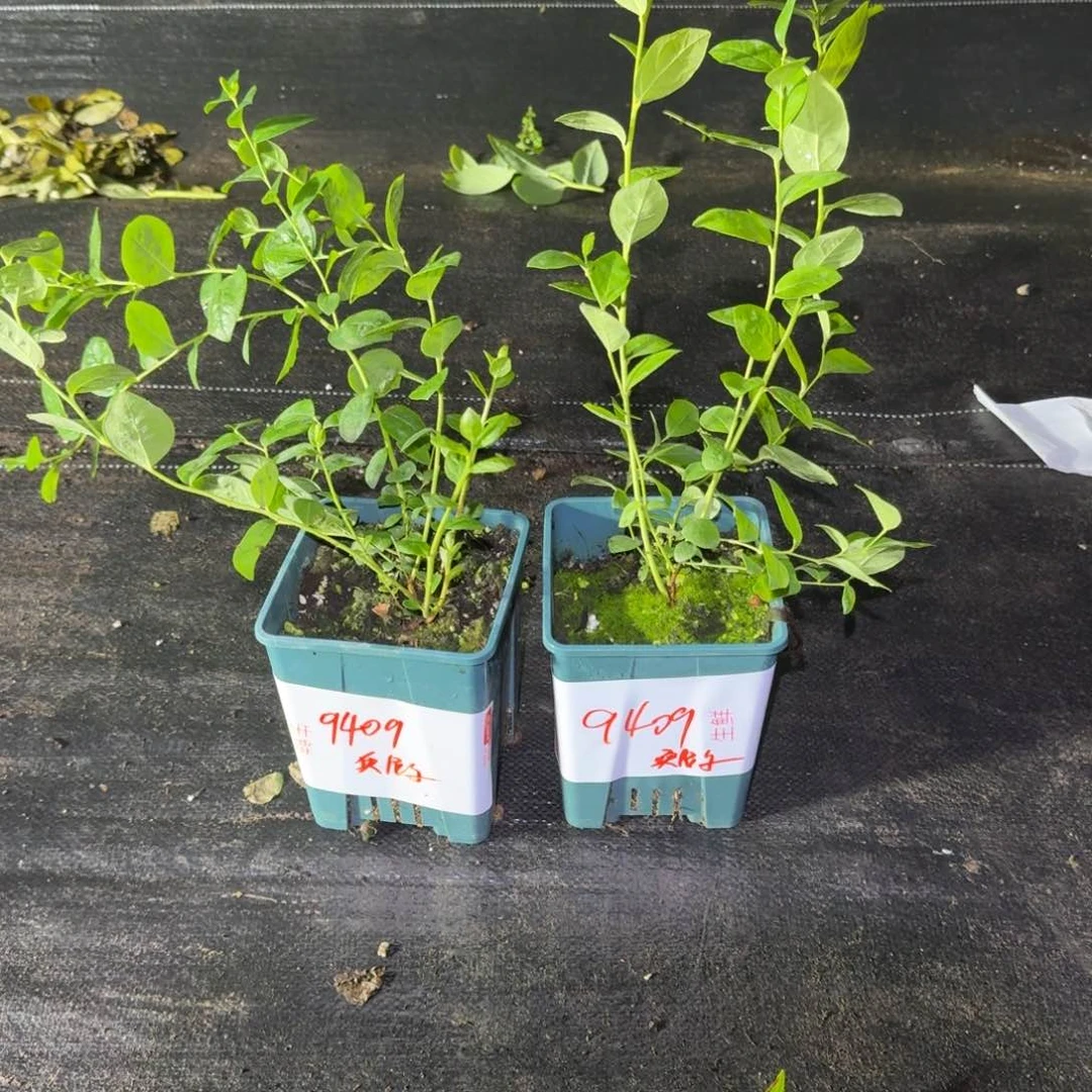 甜*丶加仑盆栽奥尼尔两颗9409