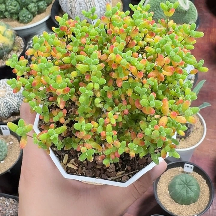 蜜橘仙人球123456