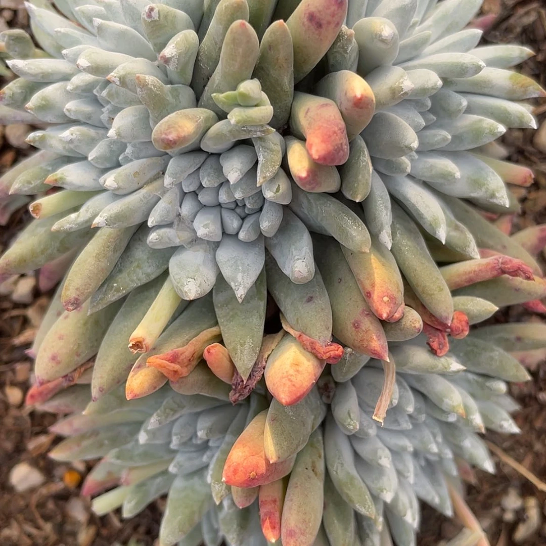 【闪购商品】6316白姆老庄