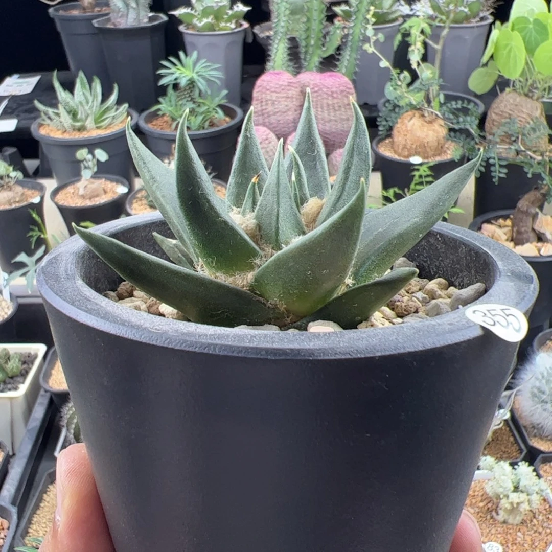 龙牙牡丹实生8.1一物一拍默认脱土发