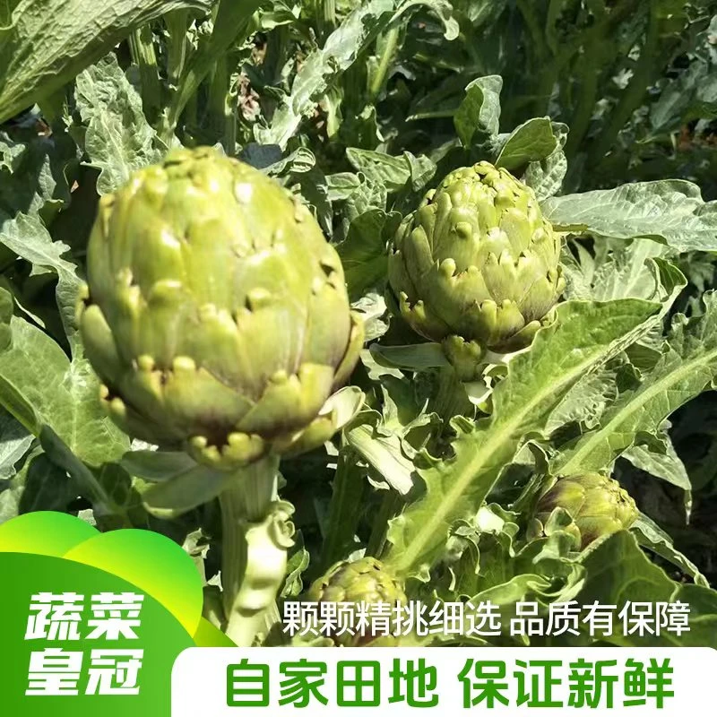 【品质小果】王者之星朝鲜蓟洋蓟蔬菜新鲜种植现摘现发