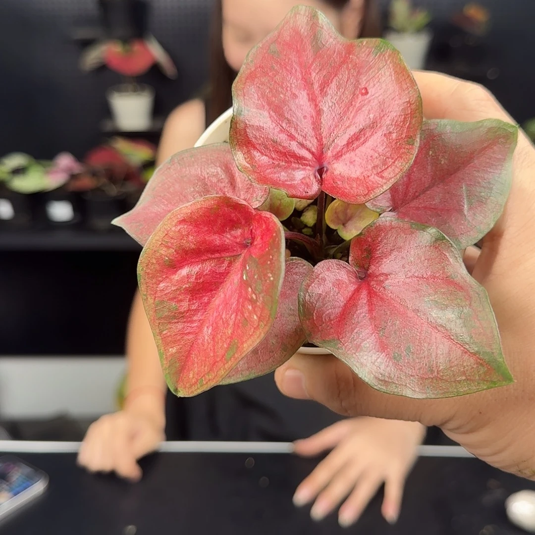 完全开放粉红毒药31