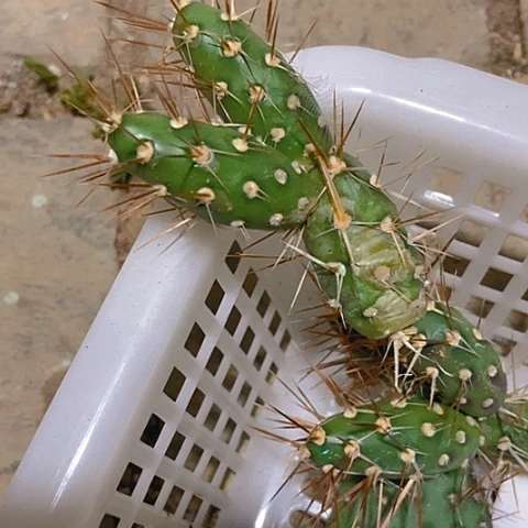 雨***！仙人掌登龙团扇现切一节
