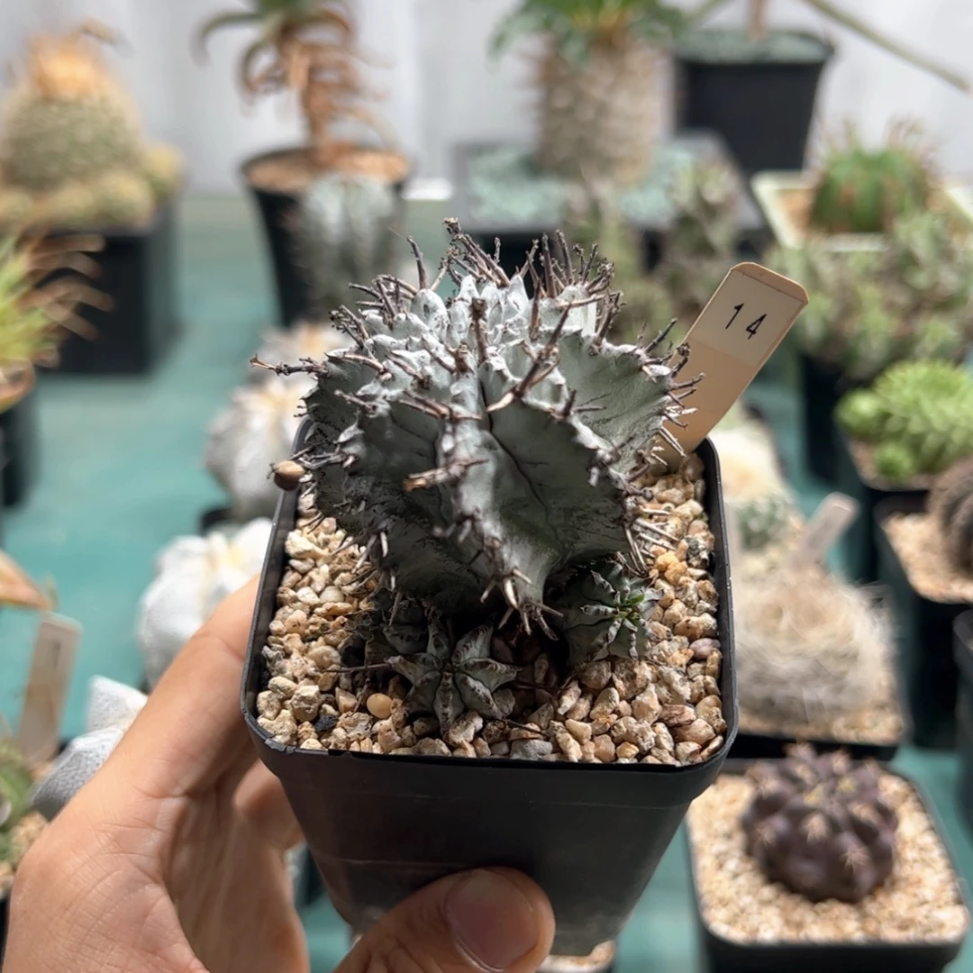 超白魁伟玉 侧芽繁殖脱土发货