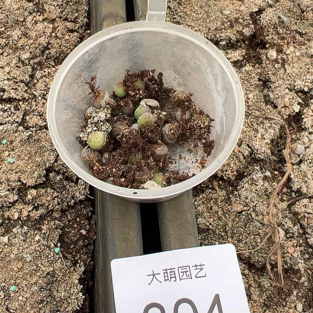 量拍以下1颗小空蝉尺寸0.5上下非常小介意勿拍。304