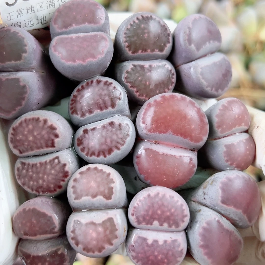 5664五年超额大紫混12个2.2-3cm大长腿特价处理