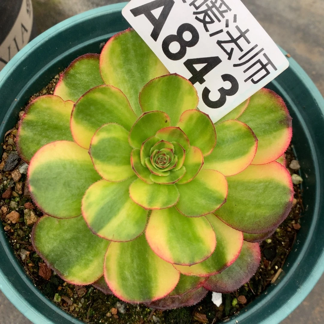 A843–七彩福利福利福利福利