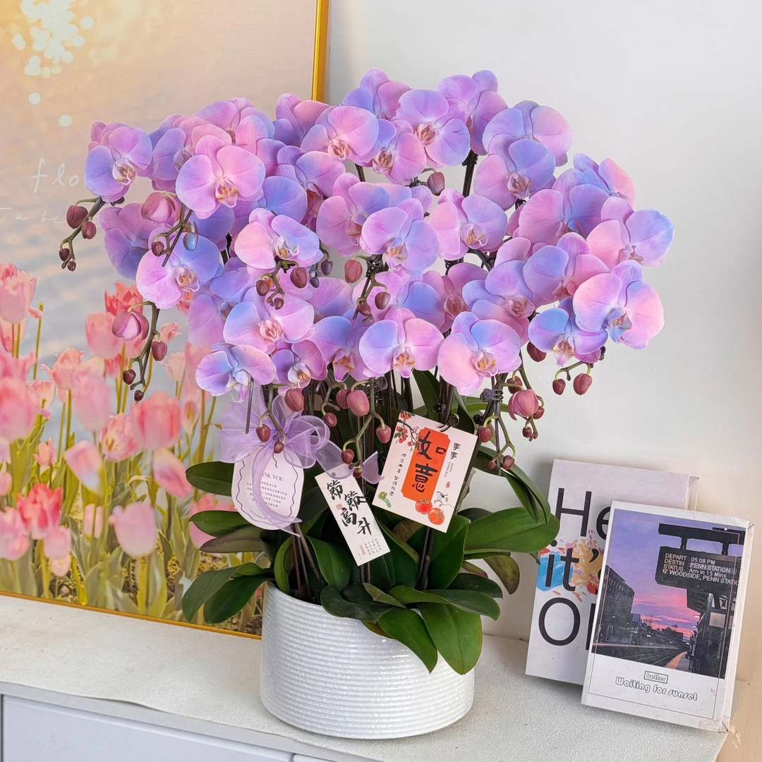 【星河】大花梦幻马卡龙蓝粉色系列 稀缺 喷色工艺苗好  基地直发