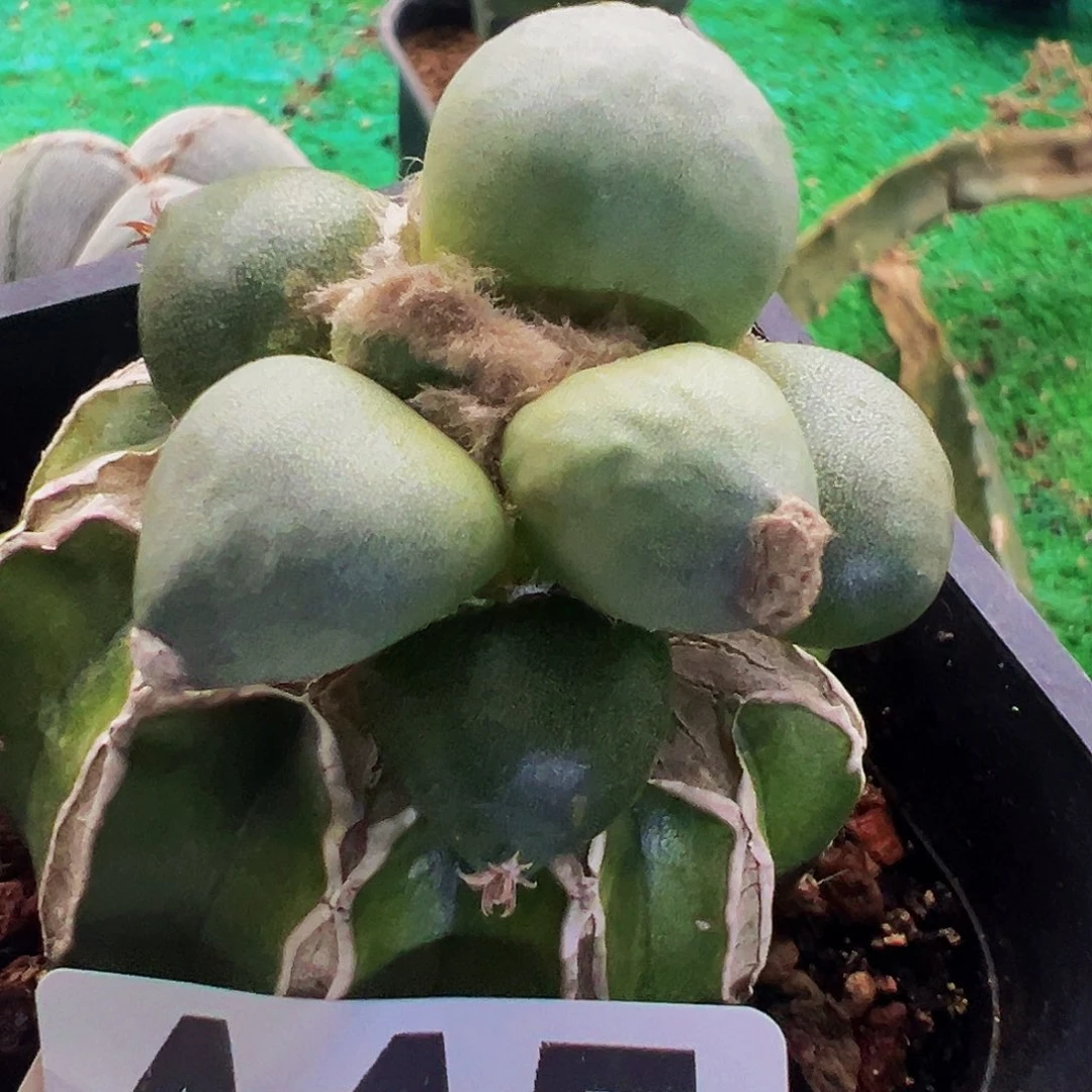 无花朵福利达摩蛋尤牡丹445