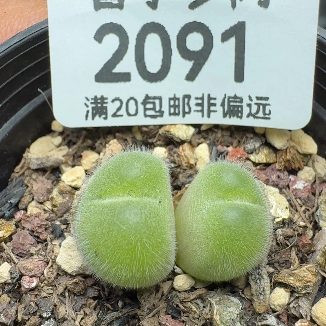 带盆土。