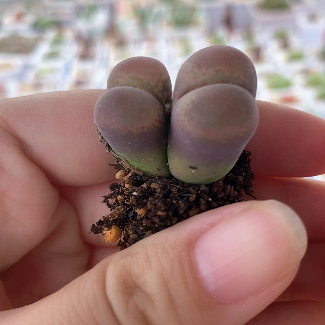 一物一拍双头红风铃