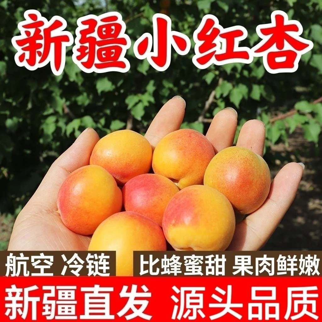 【京东空运果园直发】新疆阿克苏四团吊干杏应季鲜果现摘香甜多汁