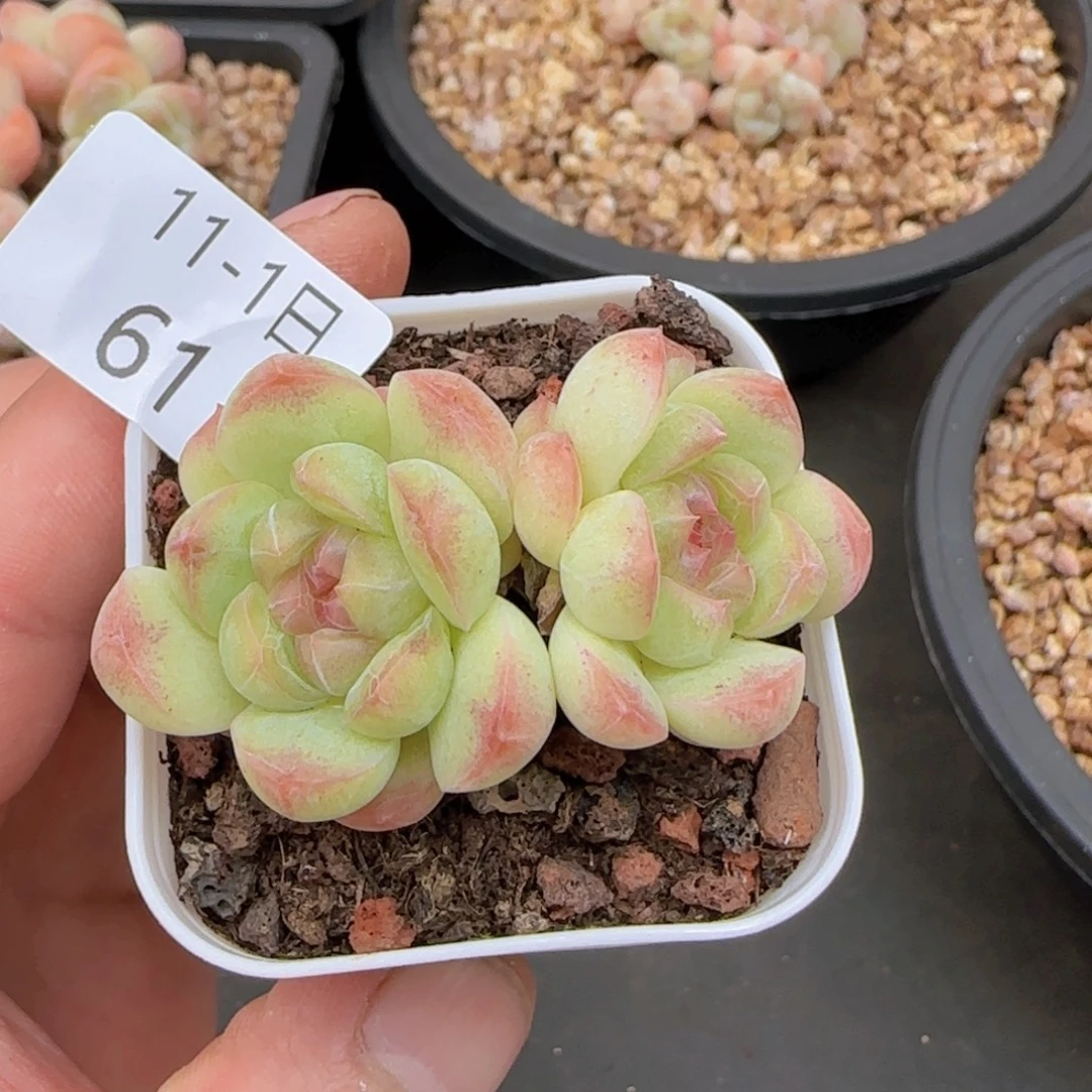 珍妮双头一颗脱土发货