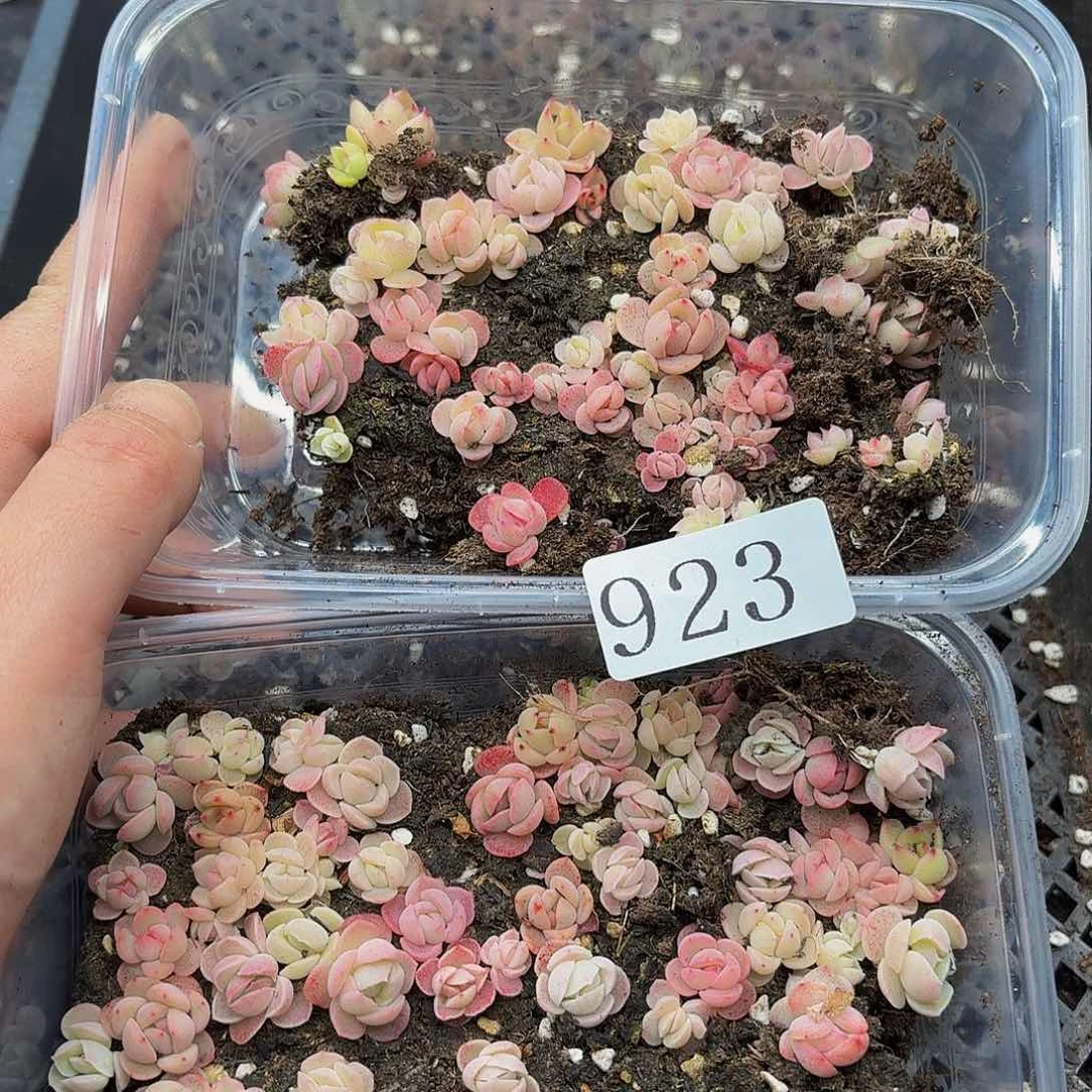 多肉植物多肉植物923