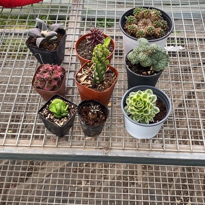 B***宝伯克利和格蕾纳等著名音乐家都