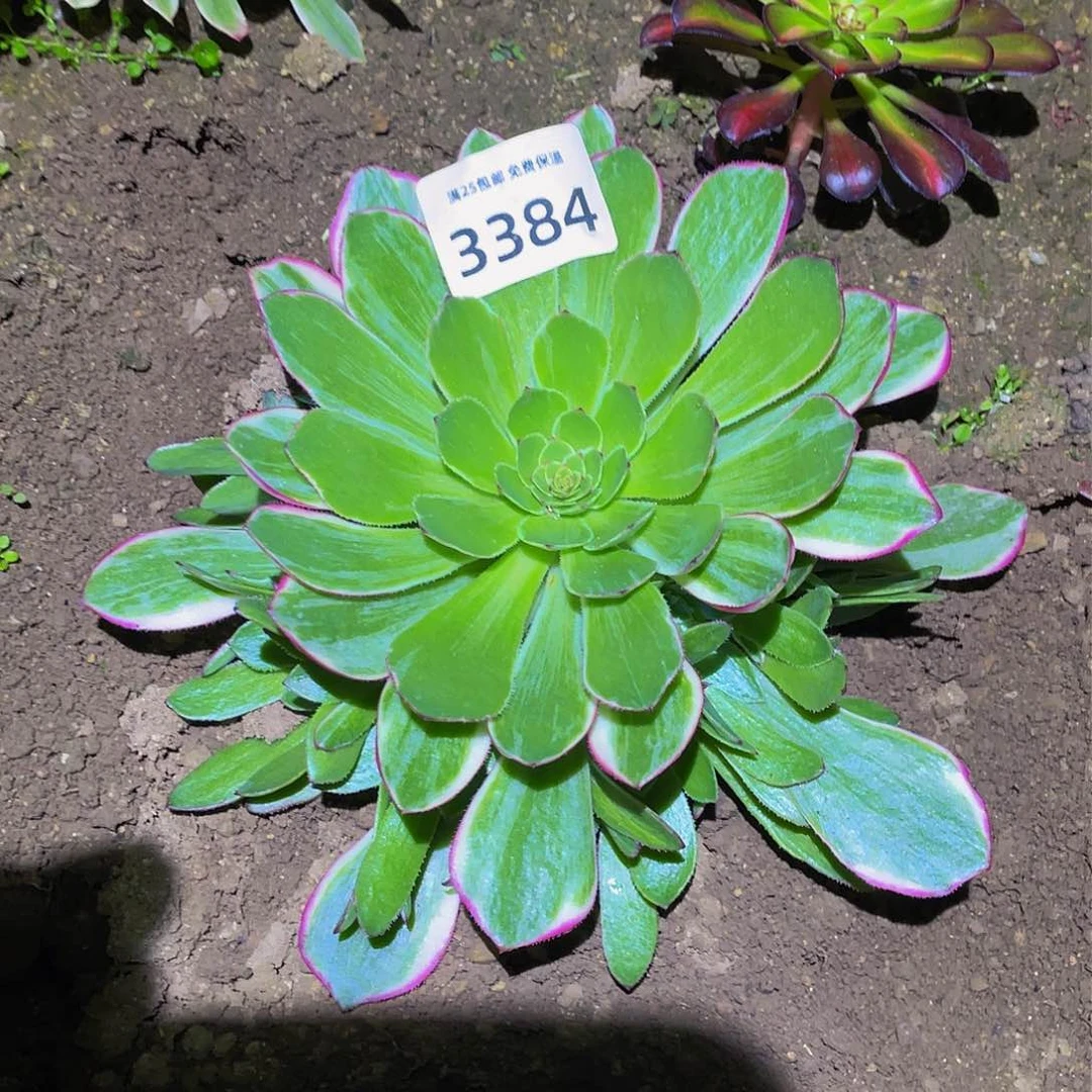 3384孔雀翎多肉植物