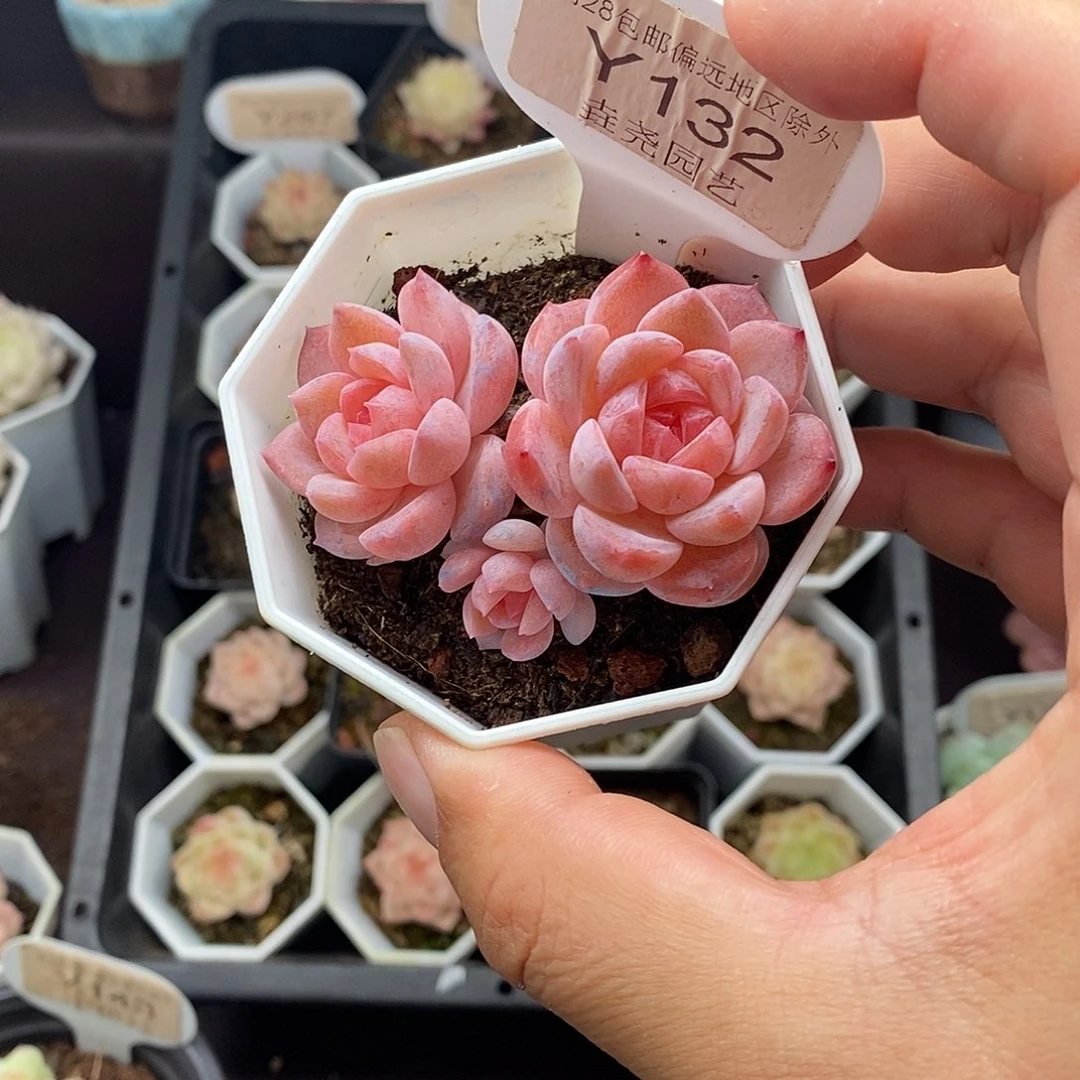 0132 云澜双头6cm
