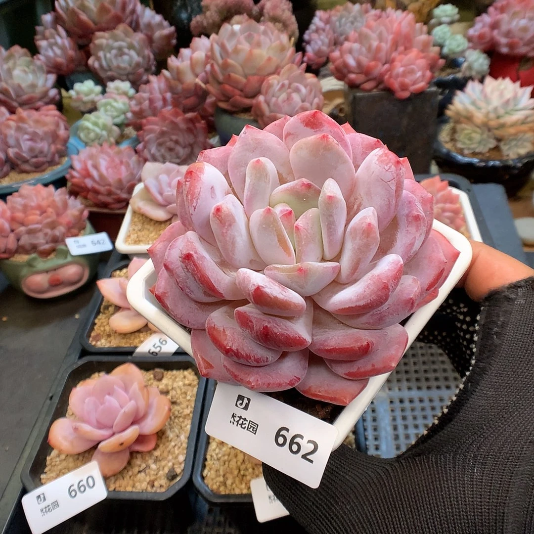 662韩橙多肉植物66666