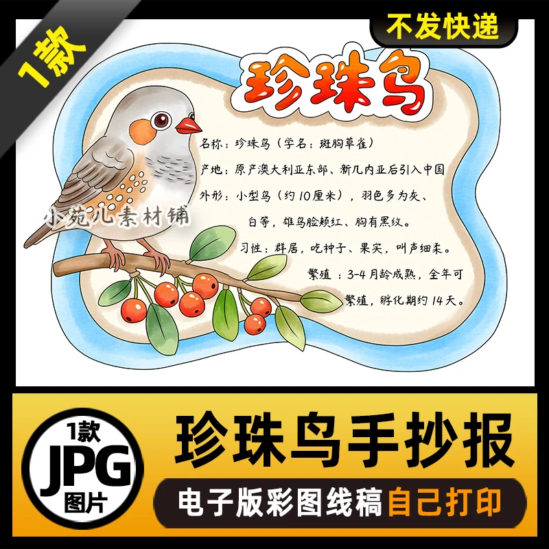 1137动物名片动物卡片鸟类珍珠鸟动物观察手抄报电子版线稿