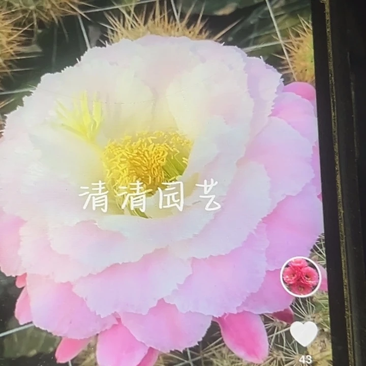 清清14根仙人球瑕疵有黑点